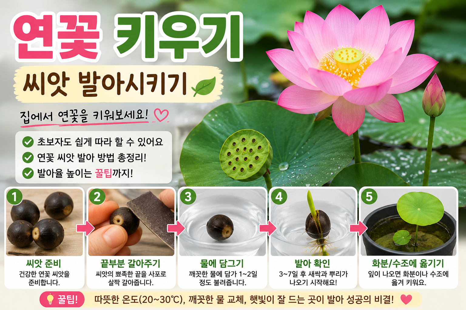 연꽃 키우기 - 씨앗 발아시키기 초보자도 쉽게 성공하는 방법
