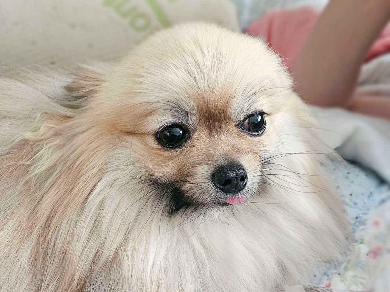 악몽을 꾼 듯 귀를 뒤로 젖힌 강아지