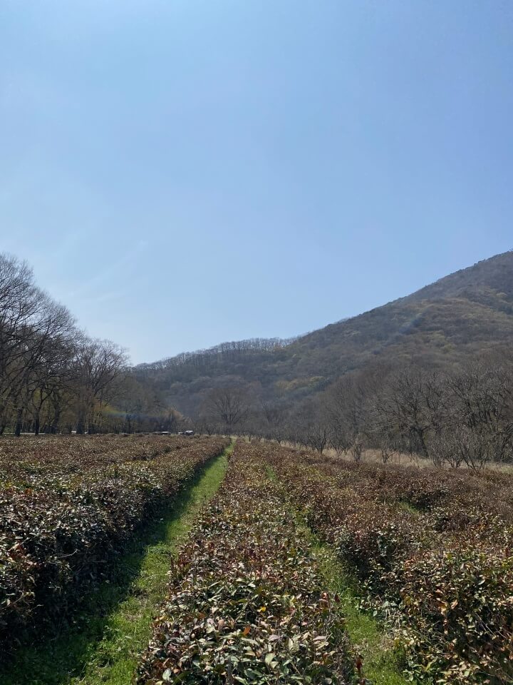 고창 선운산 녹차밭
