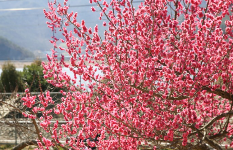 양산 원동 매화축제
