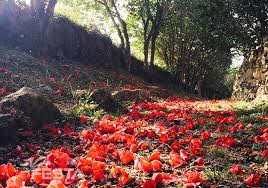 강진 백련사 동백축제 기본일정과 프로그램 소개