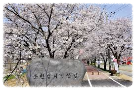 응천십리벚꽃길