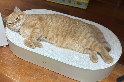 고양이 개미약 먹은 경우 후기와 병원 진료 비용