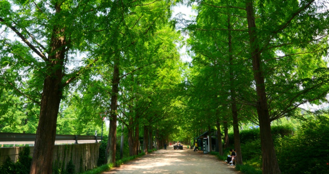 담양 메타세콰이어길