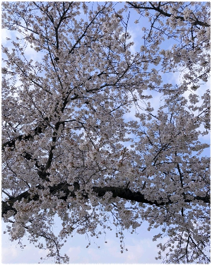 흥무로 벚꽃길