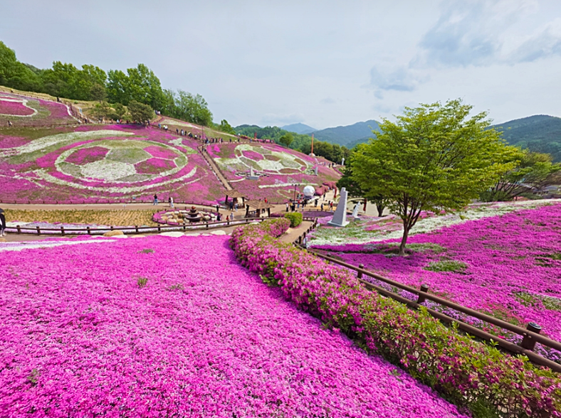 [4월~ 5월 축제]산청 꽃잔디 축제 &amp; 철쭉❘꽃잔디, 철쭉 개화 상황, 생초국제조각공원의 모습