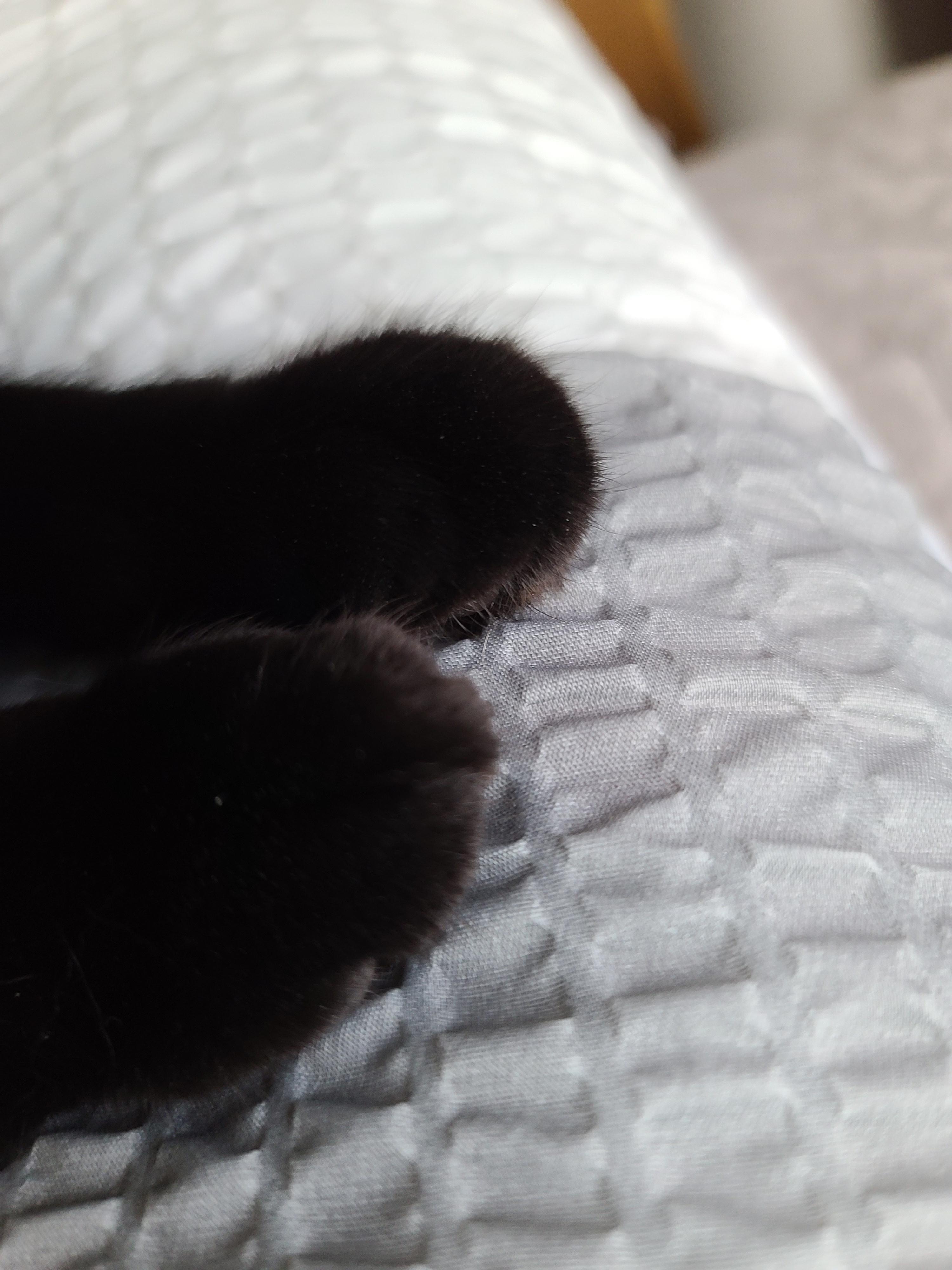 고양이들의 냥통수를 모아봤다. 치명적인 매력의 냥통수들.