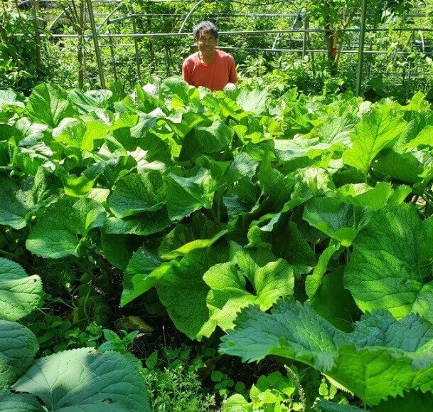 생방송투데이 이 주의 장바구니 화천 산나물 숲 ‘산방환담’에서 만나는 제철 명이나물