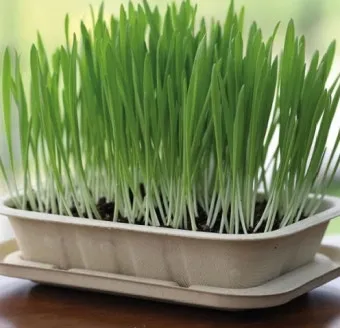 새싹보리 재배 발아 온도 물 분무 수확 시기_11