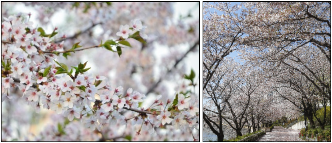 송파둘레길-벚꽃