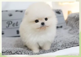 포메라니안 종류 18가지 털색깔 무늬 총정리 자료집_22