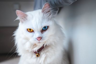 고양이 수명