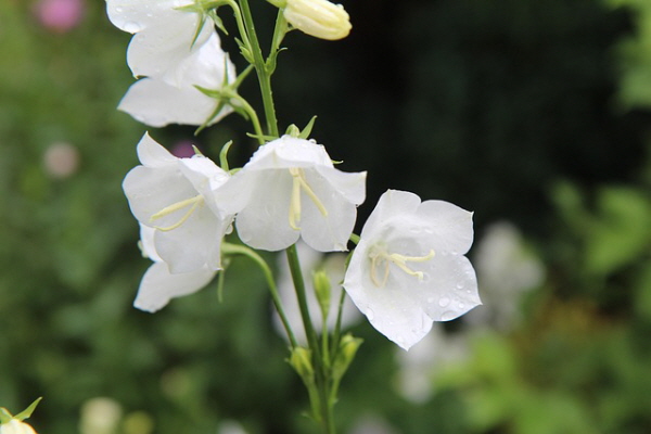 감기예방시럽만들기/픽사베이