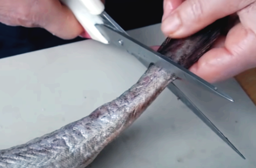 코다리 지느러미 손질