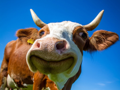 2023년 소띠운세