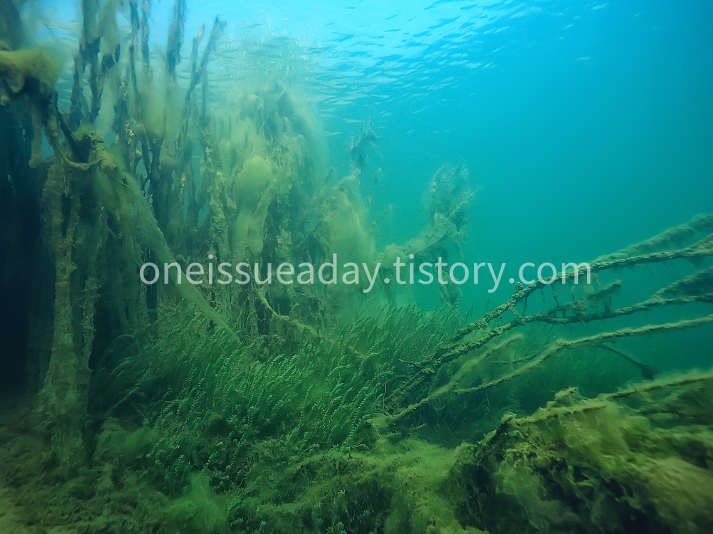 바다의 경고 – 해양 산성화가 해양 생태계에 미치는 영향