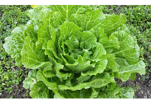 절임배추 사전예약 방법