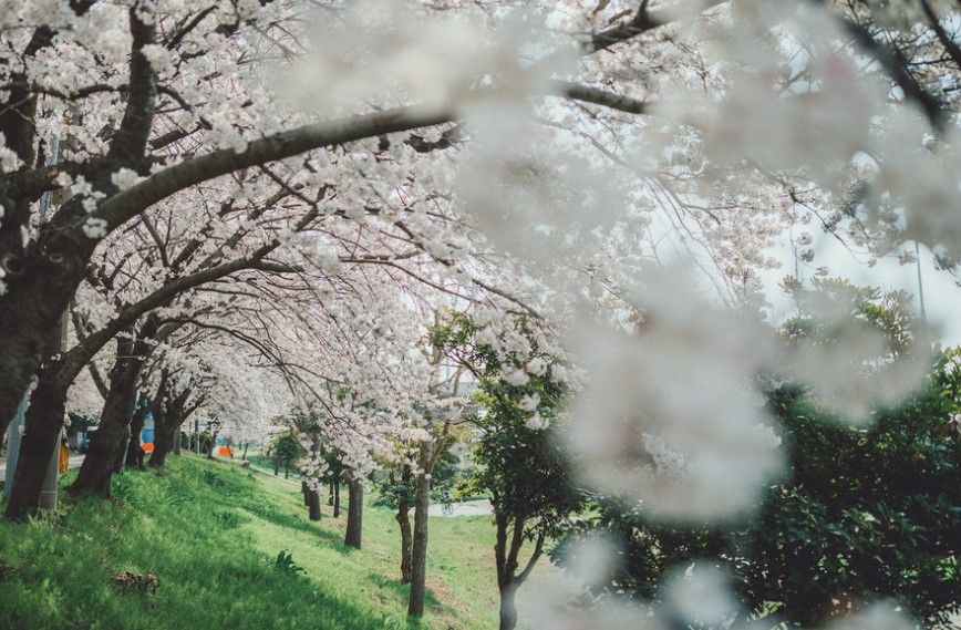 부산 벚꽃 명소(3)