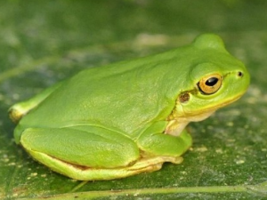 개구리 나오는 꿈