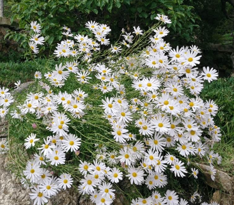 화담숲 예약 방법