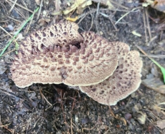 능이버섯 채취시기 총정리