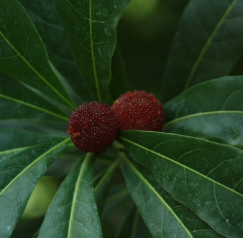 소귀나무 열매1