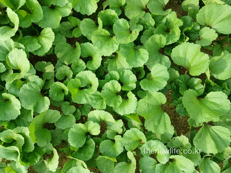 Overhead view of green mallow leaves growing on bare soil-맨흙 위에 자라는 초록빛 아욱 잎을 위에서 촬영한 모습