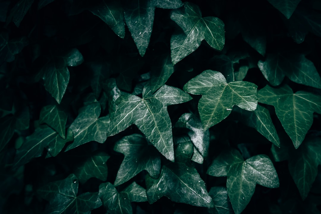 Hedera