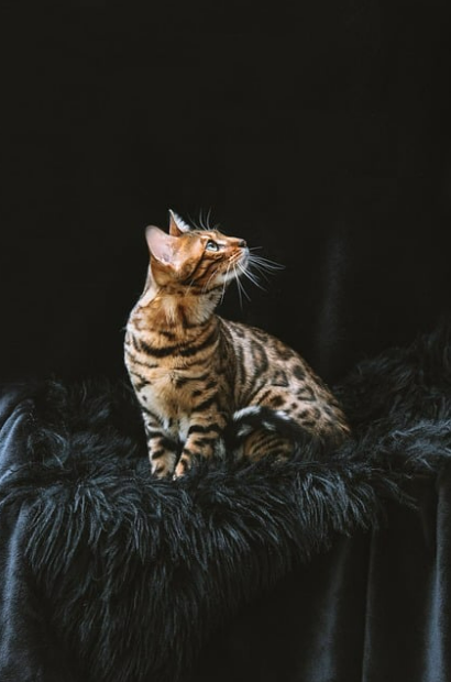 고양이 냉방병 조심! 에어컨 사용 시 주의사항