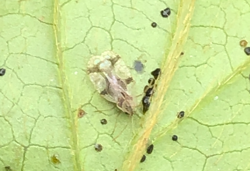 진달래방패벌레2