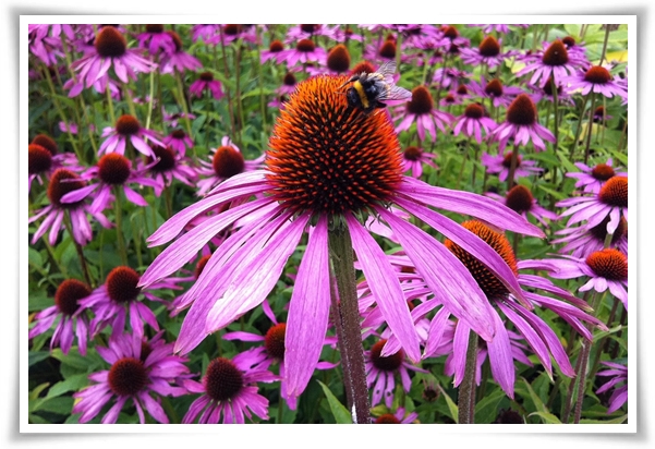 "에키네시아" 자연이 주는 건강의 선물, 건강을 지키는 허브 꽃!