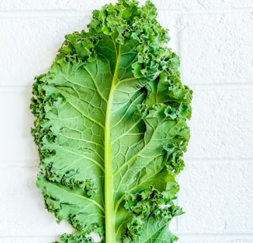 치커리 효능 부작용 뿌리 가루 고르는법 칼로리