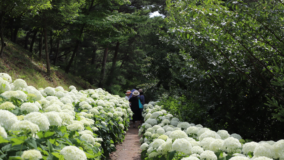 당진 삼선산수목원 나들이 가이드|입장료, 산책로, 가족 여행 꿀팁까지!