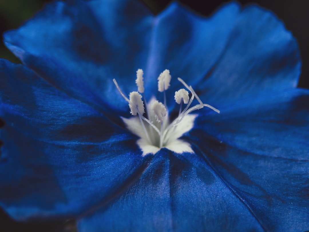 Pollen