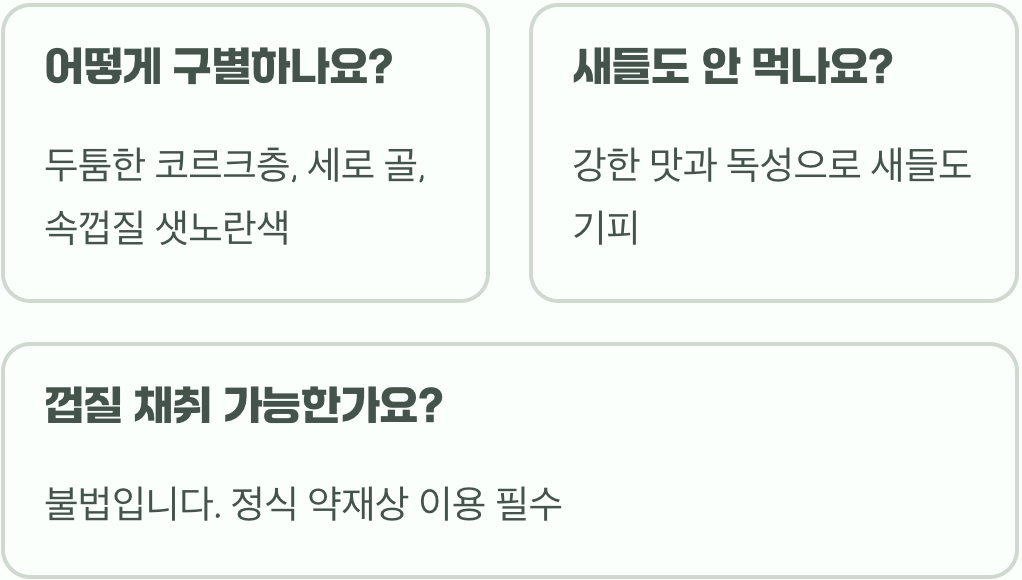 황벽나무 열매, 먹어도 될까? 효능과 독성 팩트체크