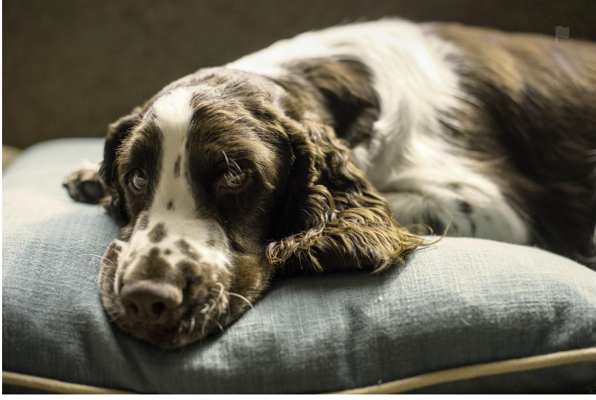 강아지 하우스 인기 디자인 관련 이미지