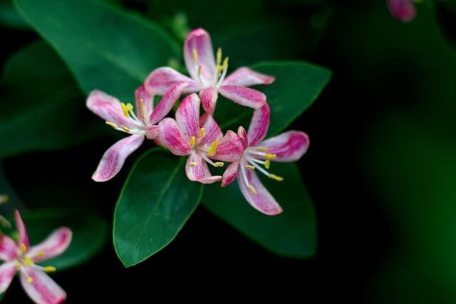 “봄철 미세먼지? 인동초 한 잔이면 OK!”