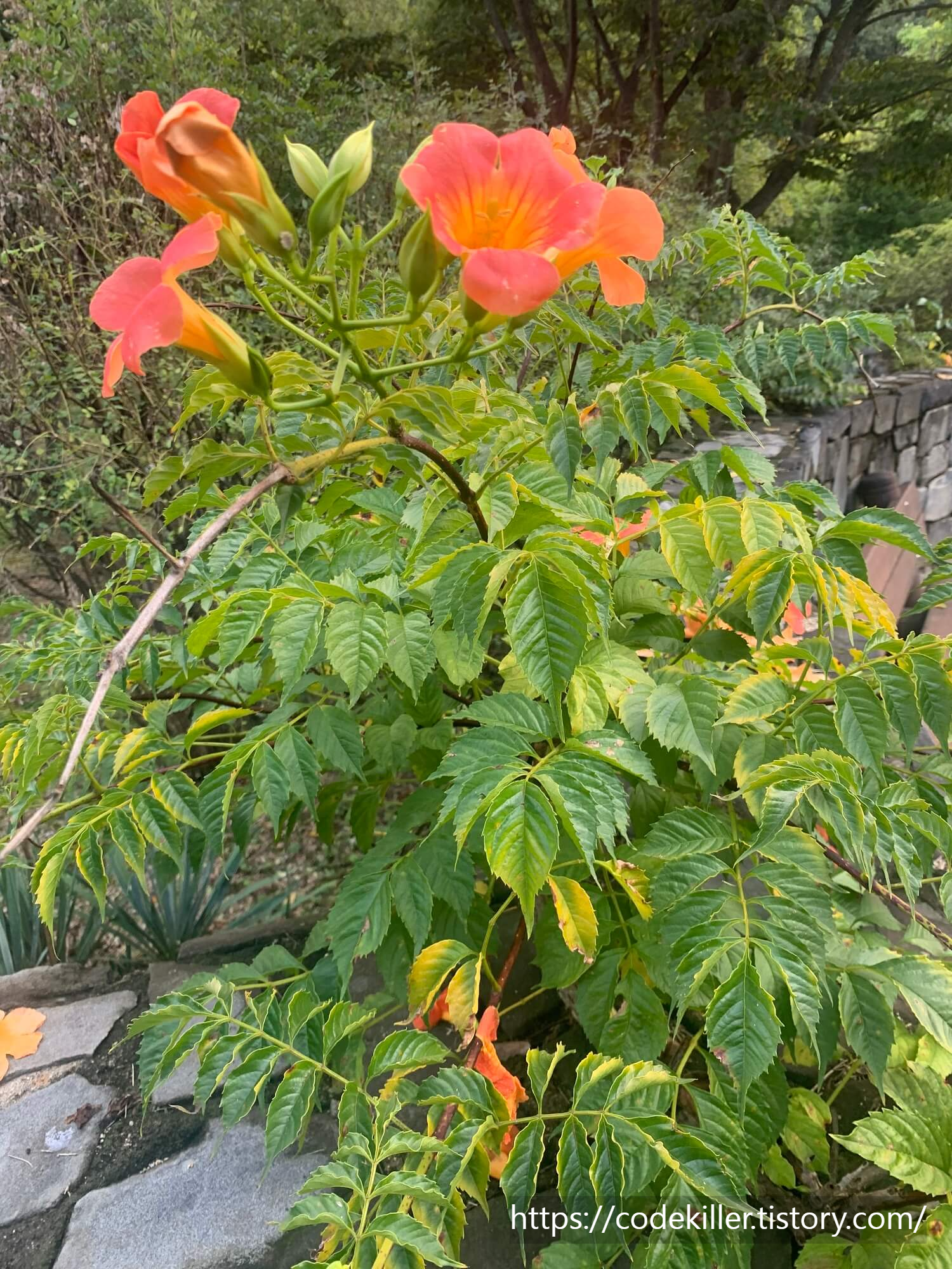 황학산 수목원 능소화