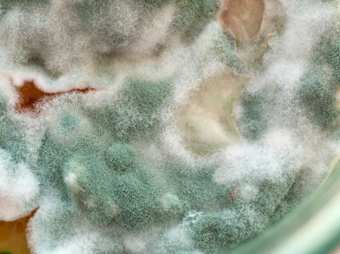 투탕카멘의 저주 독성물질 관련 이미지