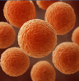 콘드로이친1200mg