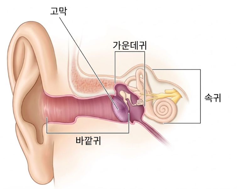 귀의 구조
