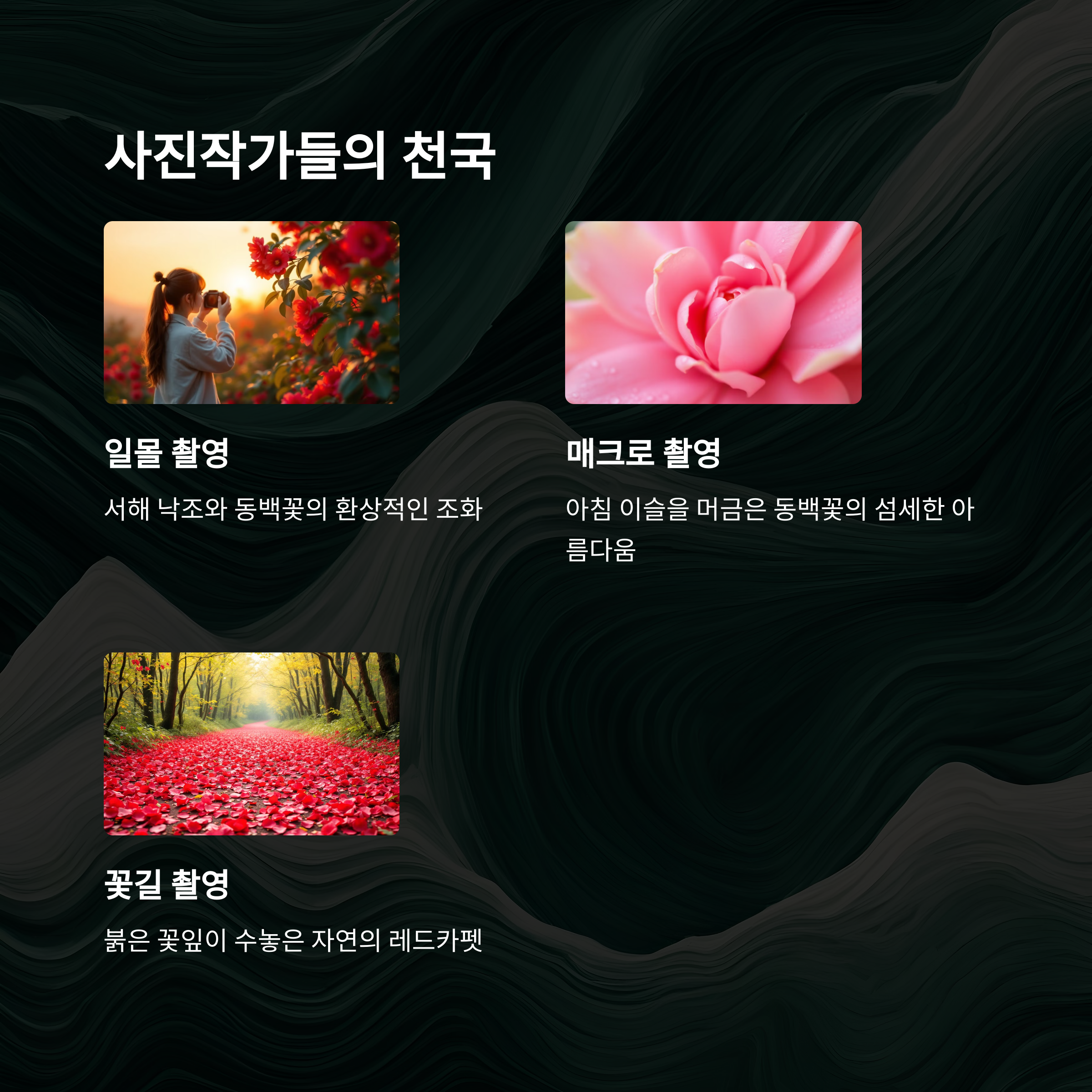 서천 마량리 동백나무숲