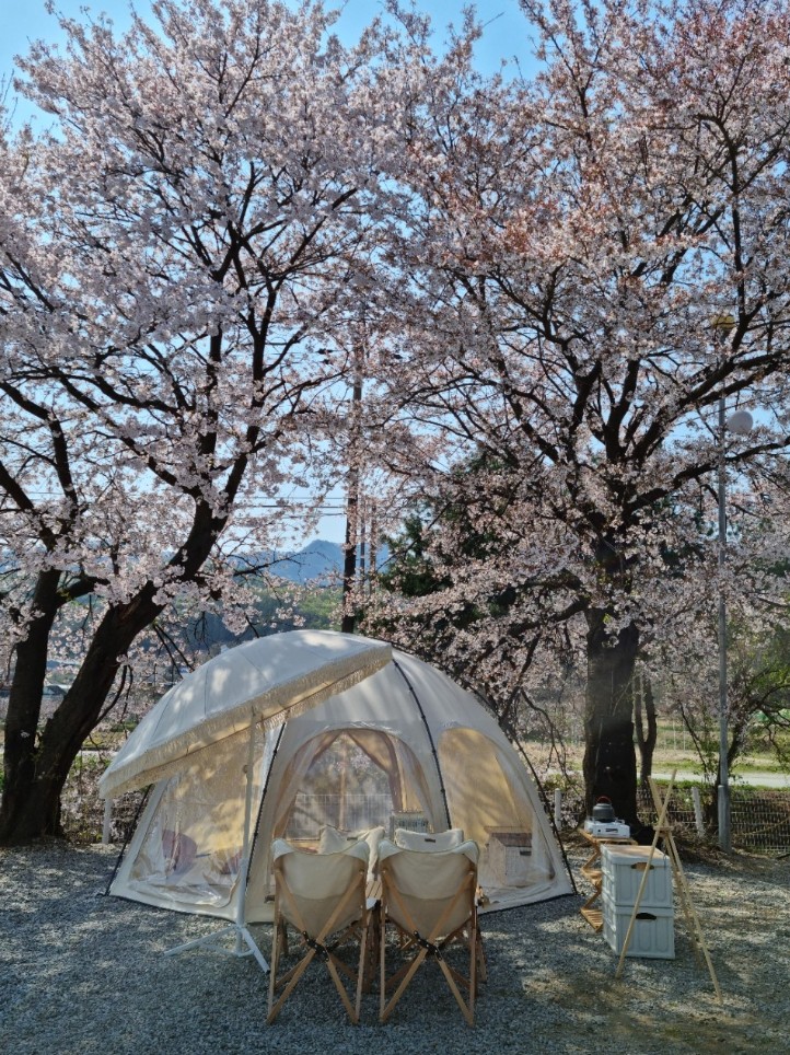 벚꽃 캠핑장 충주 열린캠핌장
