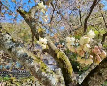 개심사 청벚꽃 개화시기 겹벚꽃 명소_19