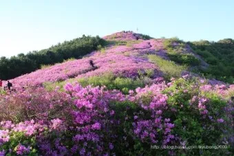 남원 봉화산 철쭉 산행 주차장 등산코스_6
