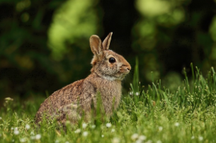 토끼띠 2025년 운세