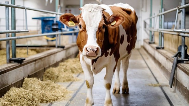 우유와 같이 먹으면 안되는 음식