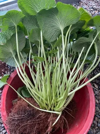 냉이 재배 가을 파종 월동 보온 봄 수확_6