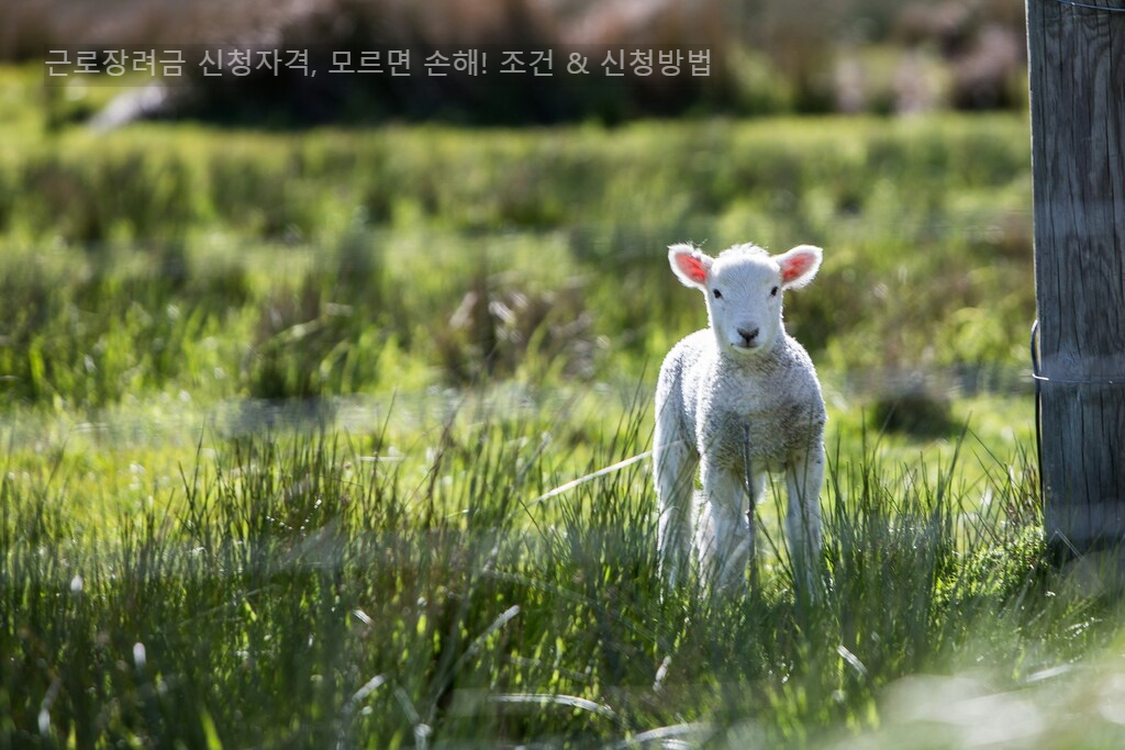 근로장려금 신청자격, 모르면 손해! 조건 & 신청방법