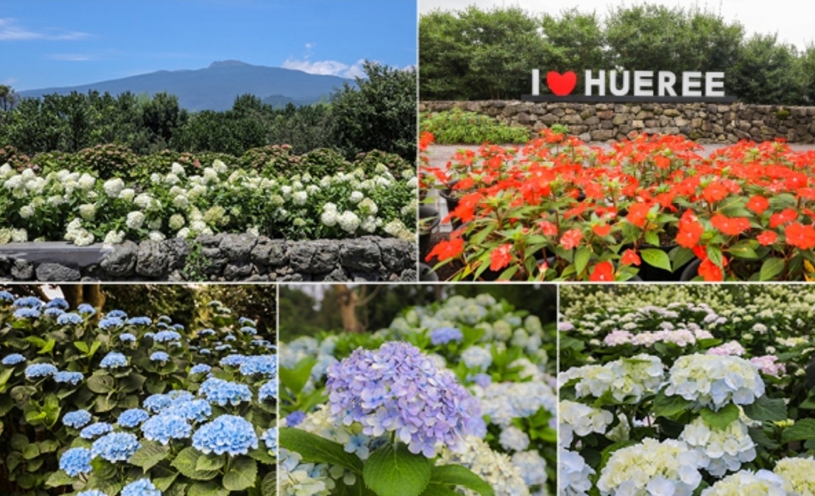 휴애리 수국축제 이미지